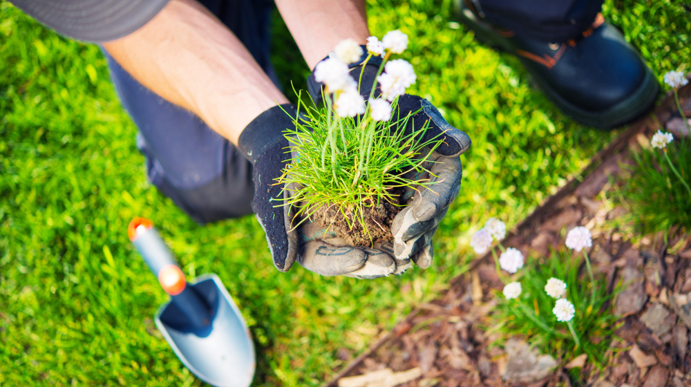 Pruning and Replanting